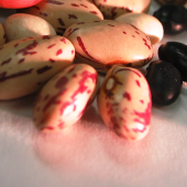 Dry Edible Beans