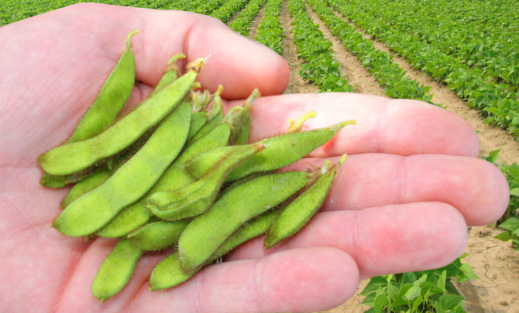 soybeans in hand with cranfield combined photo