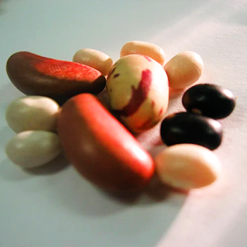 Dry Beans by IP Agri-Trading